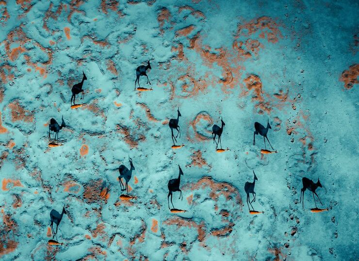 Sombras majestuosas de la fauna en los desiertos, vistas desde parapente en impresionantes imágenes