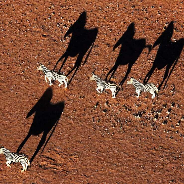 Sombras majestuosas de la fauna en los desiertos, vistas desde parapente en impresionantes imágenes