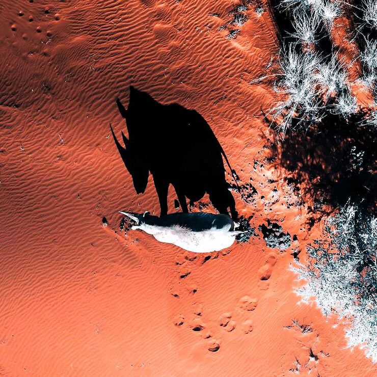 Sombras majestuosas de la fauna en los desiertos, vistas desde parapente en impresionantes imágenes