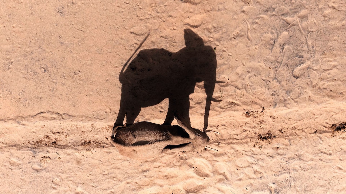 Sombras majestuosas de la fauna en los desiertos, vistas desde parapente en impresionantes imágenes